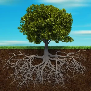 Mindfulness training